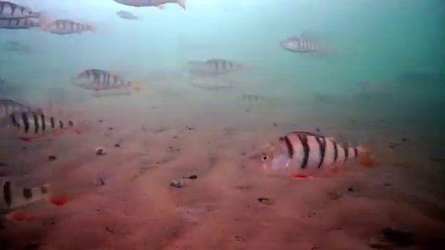 1000064541.mp4