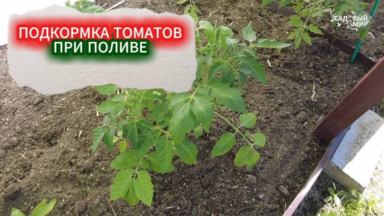ВСЕГДА КОРМЛЮ ТОМАТЫ ПРИ ПОЛИВЕ - ПОМИДОРЫ МАХОМ ИДУТ  В РОСТ. ЛУЧШИЕ ПОДКОРМКИ ДЛЯ ТОМАТОВ