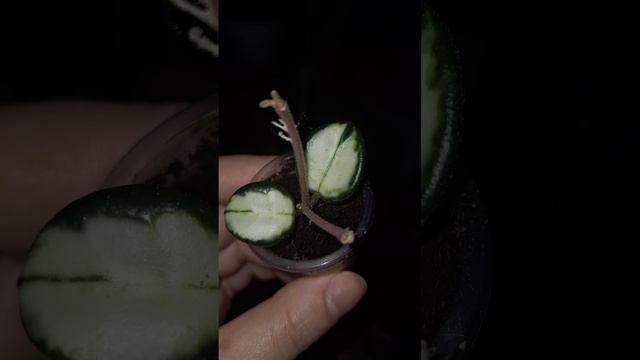 Hoya Matilde Variegated #hoyaplant #plantsmakepeoplehappy #hoyacollection #plants #матильда