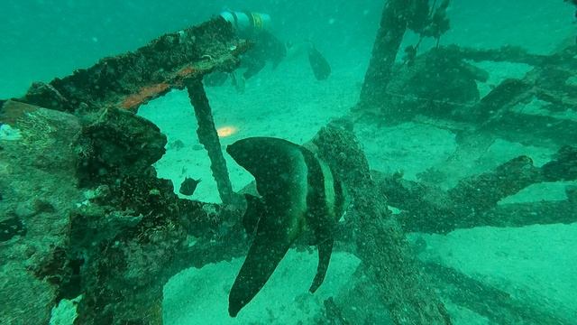 Рыба летучая мышь на домашнем рифе. Мальдивы 2023 / Batfish on house reef. Maldives 2023