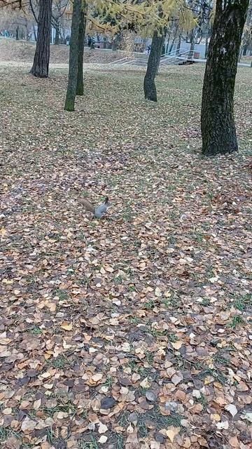 Белочка в парке Дружбы