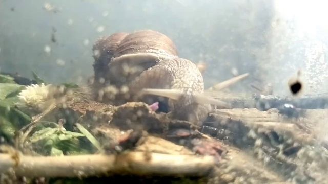 Насекомые в городе.