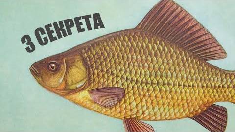 3 секрета, как поймать карася всегда и в любом месте — проверенные советы 2025