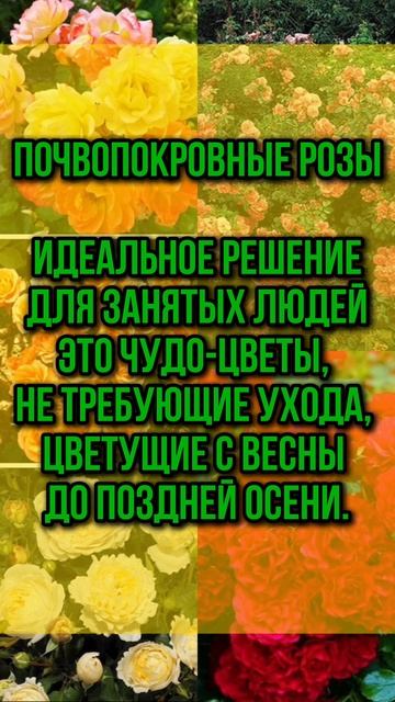 Как выбрать идеальные розы? #Гарденмарт_советы
