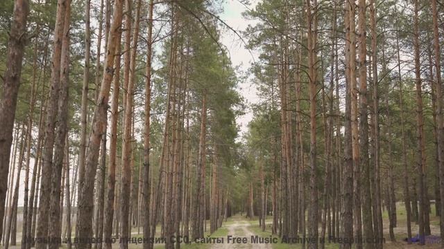 Здесь НИКОГДА не ступала нога человека! - Brie -- Podington Bear -- Homage Fromage (Box Set Disc 5)