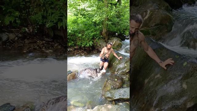шаманский волк купается в горной реке