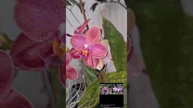 1-е цветение P. Mituo Sunrise 'Angel Rose ' x P. Mituo Purple Dragon #orchid #orchids #plants #минск