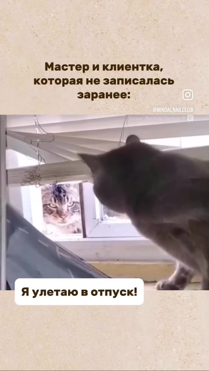 Кот заглядывает в форточку несколько раз 🐈⬛