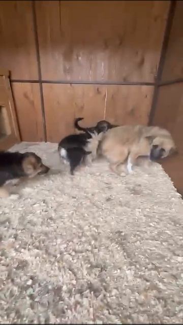 Заселены! Спасенное семейство  мамочка Фиалочка и детишки заселились в приют.