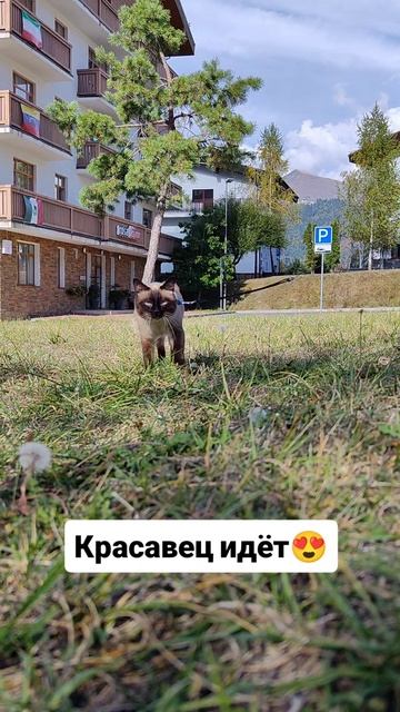 Красавец идёт 😍
