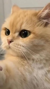 УМОЗАКЛЮЧЕНИЕ От Кота! 😂 КОТО ВЕДЬМИНСКАЯ Служба Доставки ! 🙀 #cat #ОЗВУЧКА #юмор