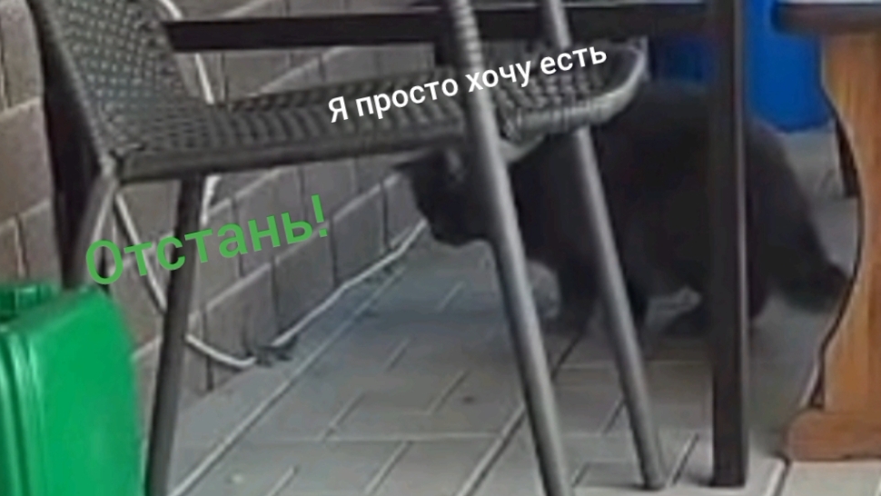 ящерица- мутант атакует кота