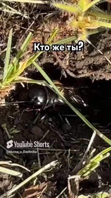 Кто же это так стрекочет