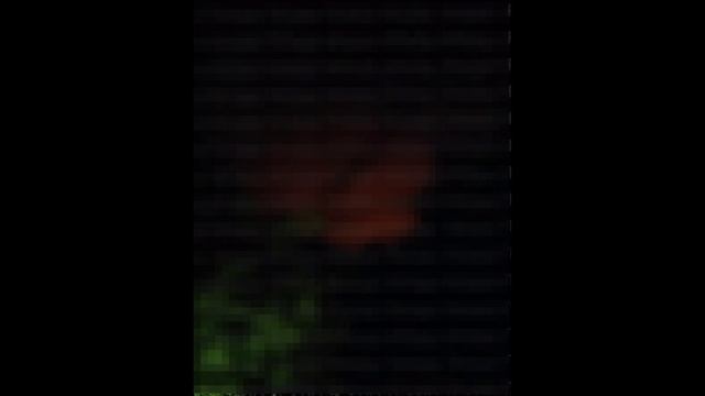 Кременчуг_ Расцвела буйным цветом Геранька...