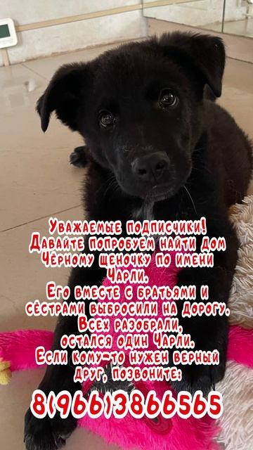 щенок