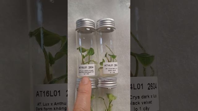 Большая РАСПАКОВКА! 4 посылки - ХОЙИ, КЛОНЫ АНТУРИУМЫ, АЛОКАЗИИ.  #plants #цветы #распаковка