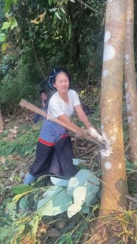 Cutting trees using an axe #shorts