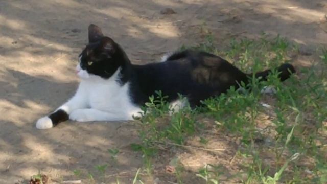 Кот "в маске" на охоте