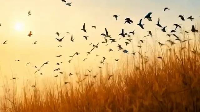 Инструментальная музыка Полёт стаи птиц над полем