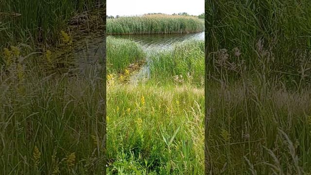 видео рассказ о ильинском пруду есть карась карп