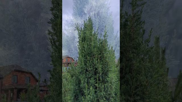 В саду после дождя