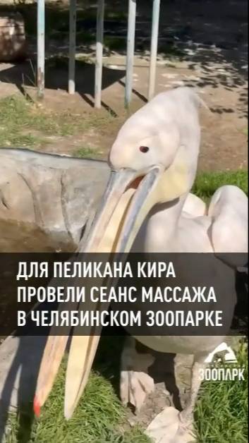 Для пеликана Кира провели сеанс массажа в Челябинском зоопарке