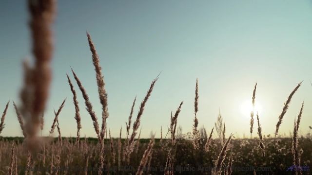 Леса звучат как песня, которую ждали всю жизнь - Hurry Ellie -- Taylor Poe -- 10 Million Babies