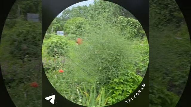бараш роет грядки