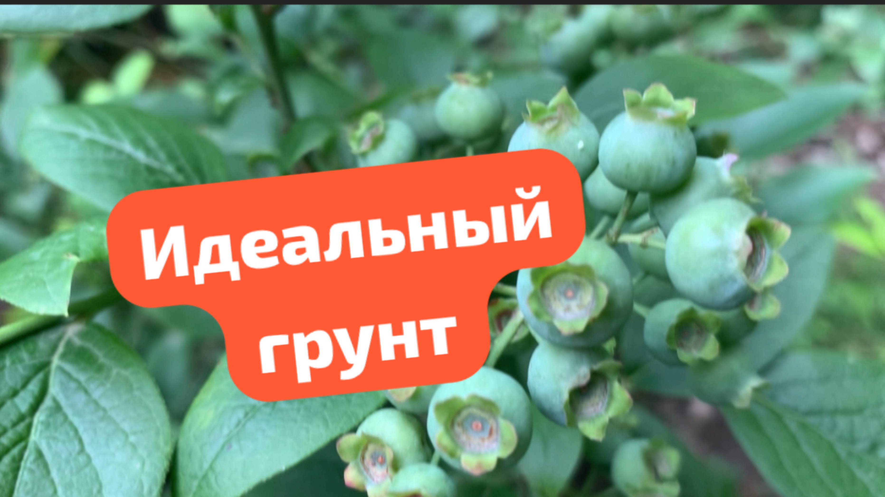 Идеальный грунт для  голубики, кислый рай для вкусных ягод! 🫐