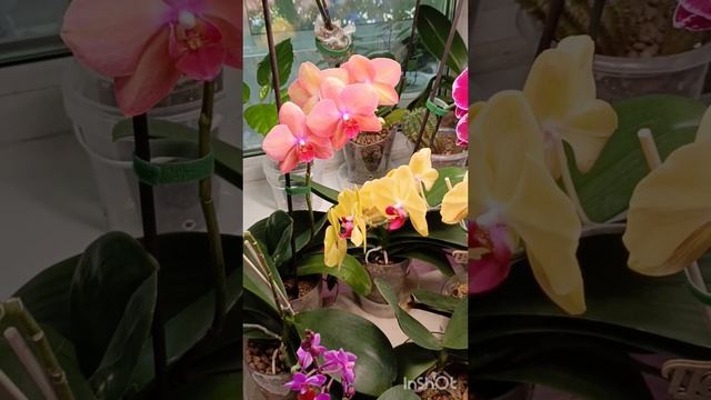 пышное летнее цветение моих орхидей!! какая прелесть 😘🥰😍