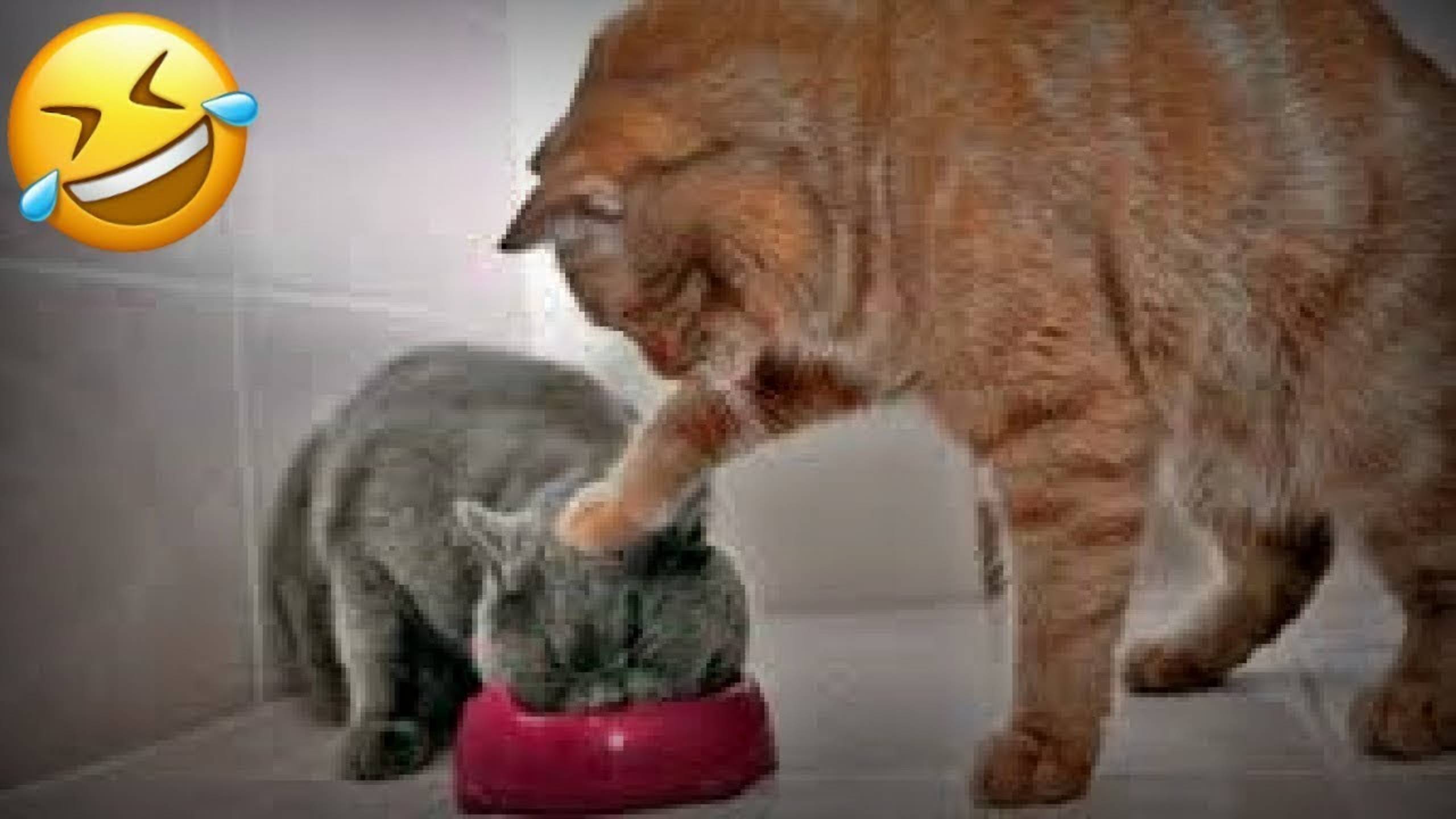 СМЕШНЫЕ КОТЫ 2025 ЛУЧШИЕ ПРИКОЛЫ С КОТАМИ, КОШКИ, КОТИКИ, СОБАЧКИ, СМЕШНОЕ ВИДЕО