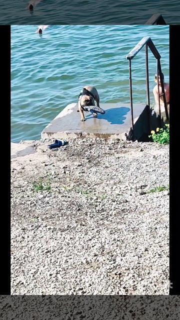 Сорванец топок украл😊🐶❤