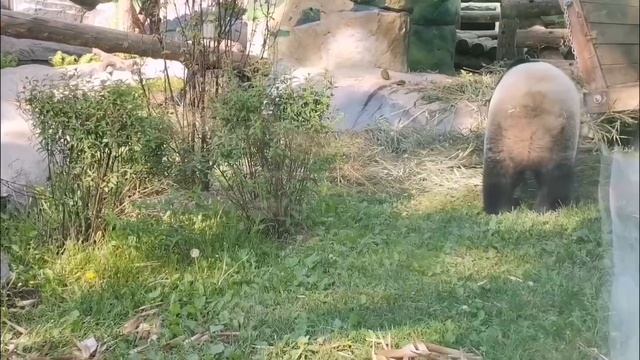 🐼 Панда Диндин находится в вечных поисках того, чем бы подкрепиться.
