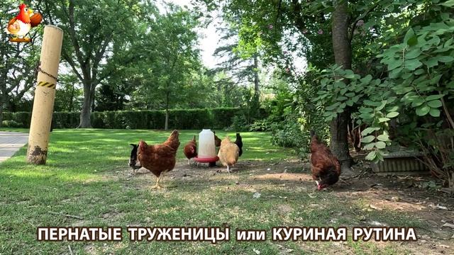 Куры несушки свободного выгула и их обычная куриная рутина – эпизод (451)