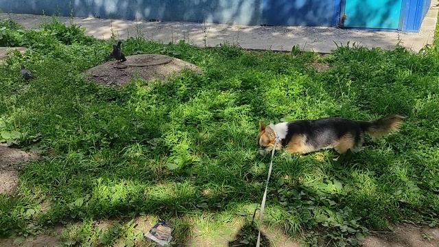 Охота на голубей, дружить то они со мной не хотят ррафф