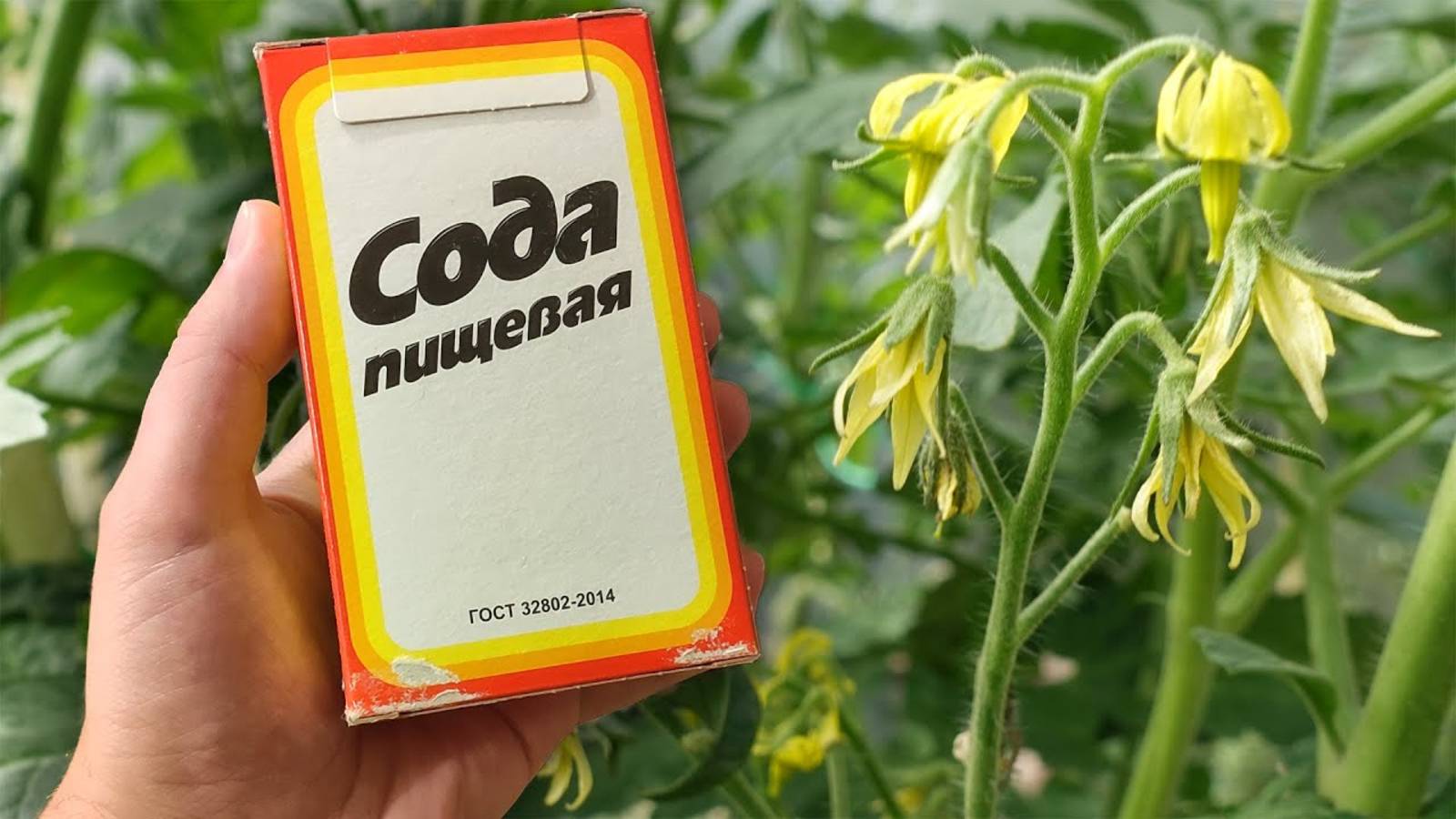 СРОЧНО ДАЙТЕ ТОМАТАМ СОДУ И БУДЕТЕ СОБИРАТЬ УРОЖАЙ ВЕДРАМИ ДО ОСЕНИ!!!! Уход За Томатами