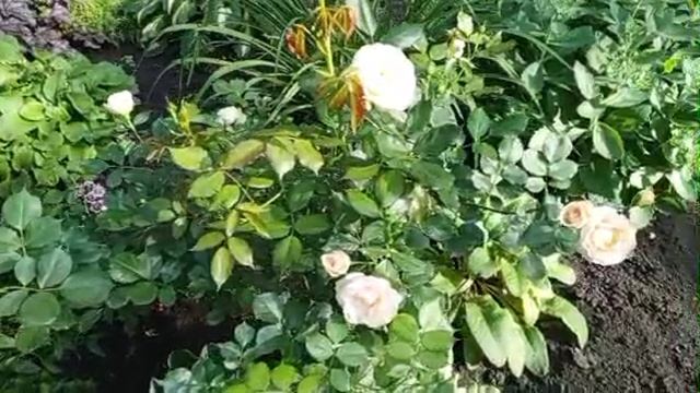 1000008531.mp4