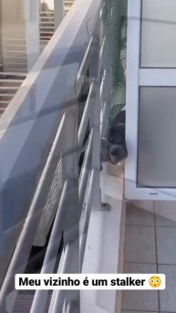 собака сталкер. навязчивый сосед