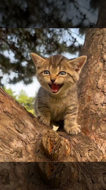 коты 😻😻😻😻