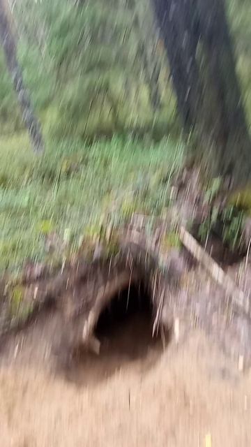 Медвежья берлога, какая она?