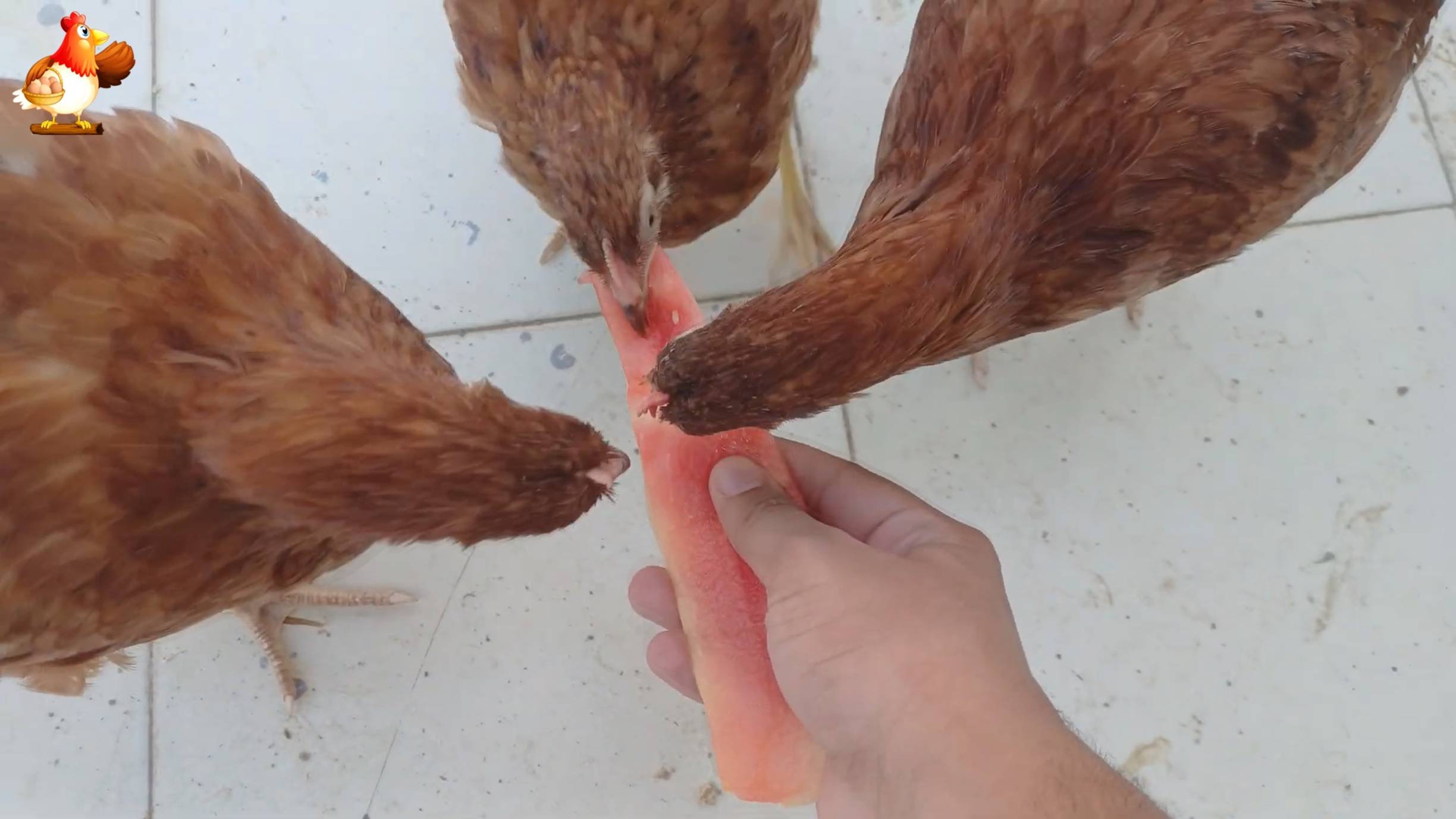 Цыплятам Род Айленд 100-101 день  ❣️🐤🐥😂
