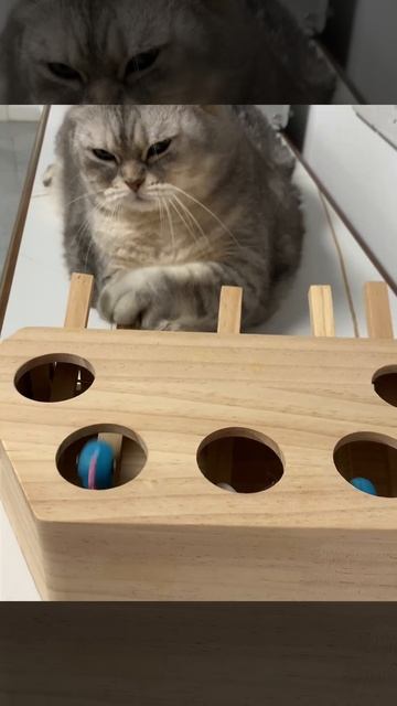 Котики