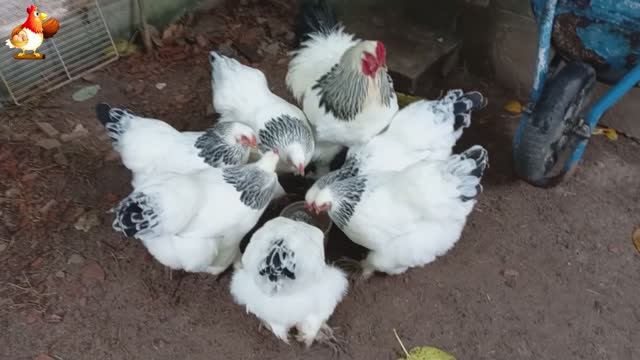 Куры Брама с лохматыми лапами прекрасные несушки (10)