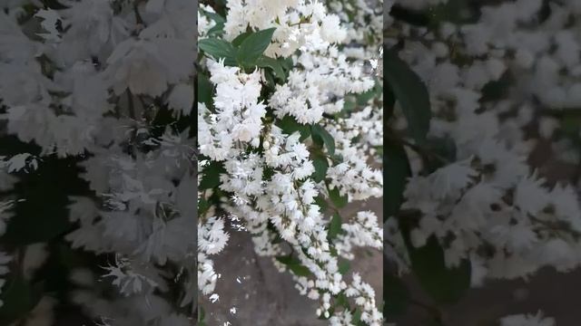 Не все пахнет,что красиво!
