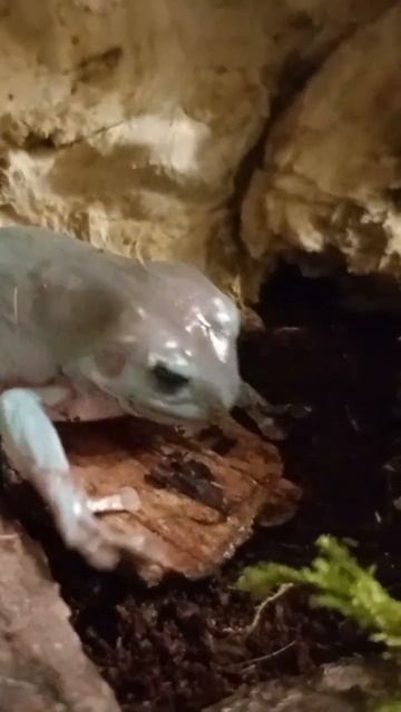 Завтрак для лягушонка #reptiles #frog #animals #лягушонок