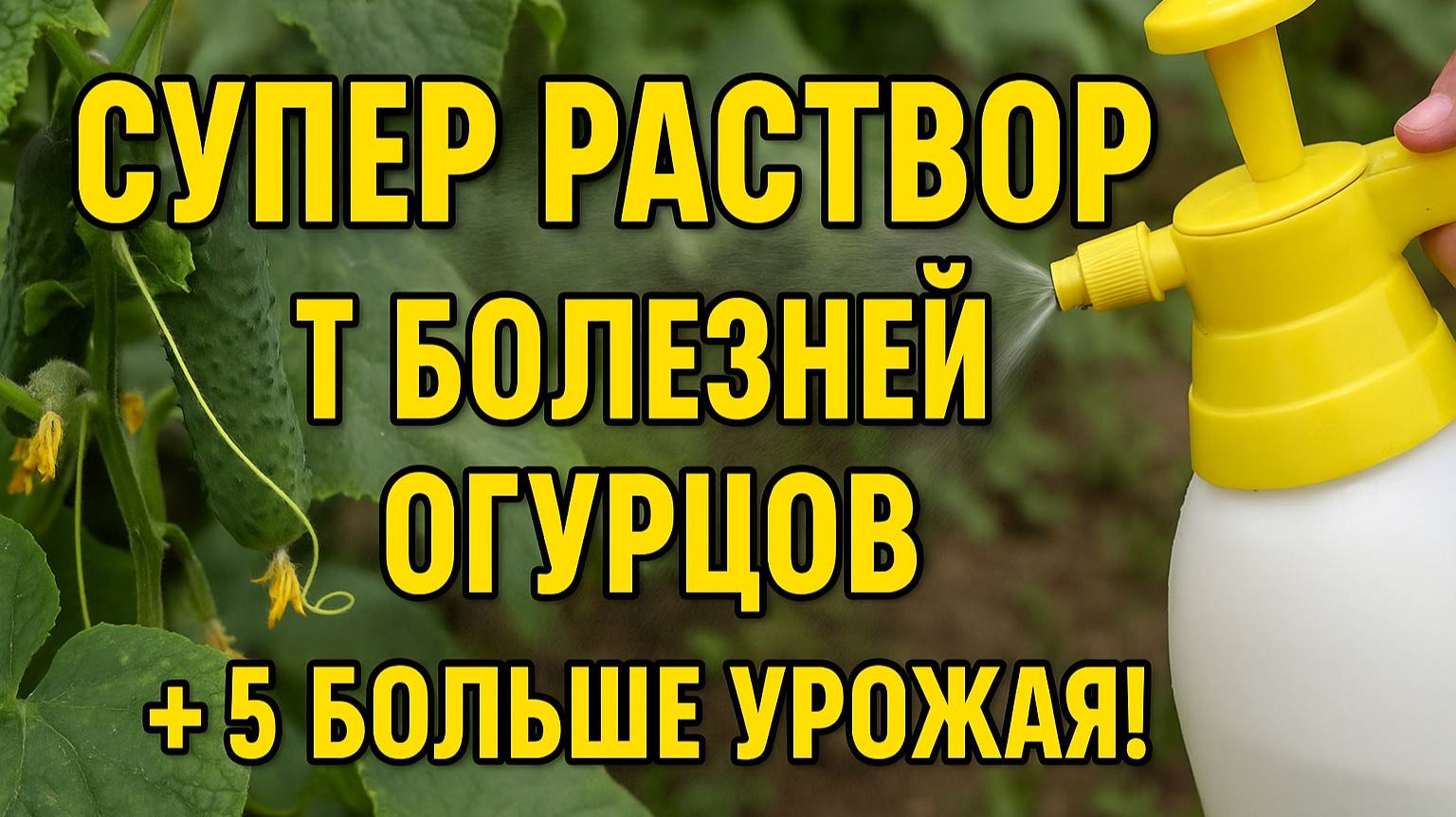 Супер раствор от болезней огурцов — урожай дольше и больше!