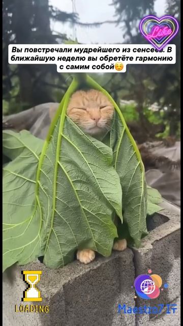 💻 Котодзен ...