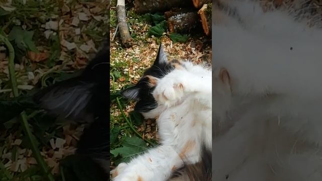 Кошка и калина