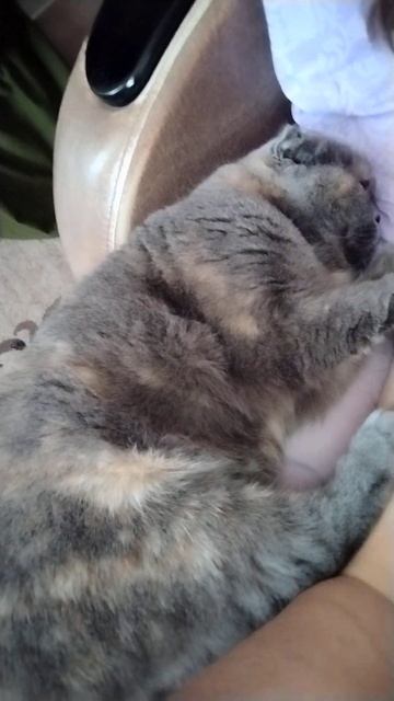 Отдыхаем хорошо#кошки #доброеутро