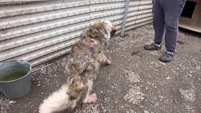 Кошка хвастается приёмным котёнком